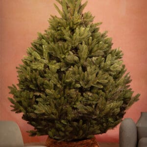 ნაძვის ხე "აქატე" 180სმ - "Winter Time • ვინთერ თაიმი"