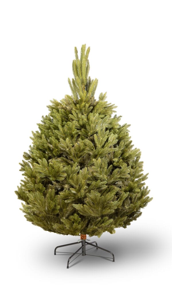 ნაძვის ხე "აქატე" 180სმ - "Winter Time • ვინთერ თაიმი"