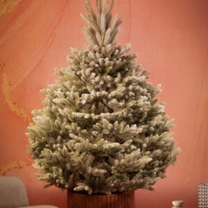 ნაძვის ხე, "აქატე კრისტალი" 180სმ - "Winter Time • ვინთერ თაიმი"