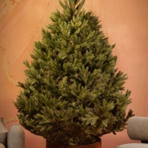 ნაძვის ხე "აქატე" 220სმ - "Winter Time • ვინთერ თაიმი"