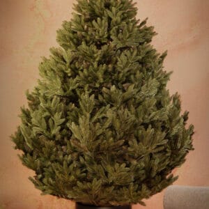 ნაძვის ხე "აქატე" 250სმ - "Winter Time • ვინთერ თაიმი"