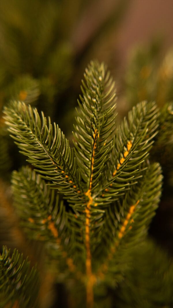 ნაძვის ხე "აქატე" 250სმ - "Winter Time • ვინთერ თაიმი"