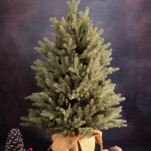 ნაძვის ხე "კდემა" 100სმ + ქოთანი SNAPTREE - "Winter Time • ვინთერ თაიმი"