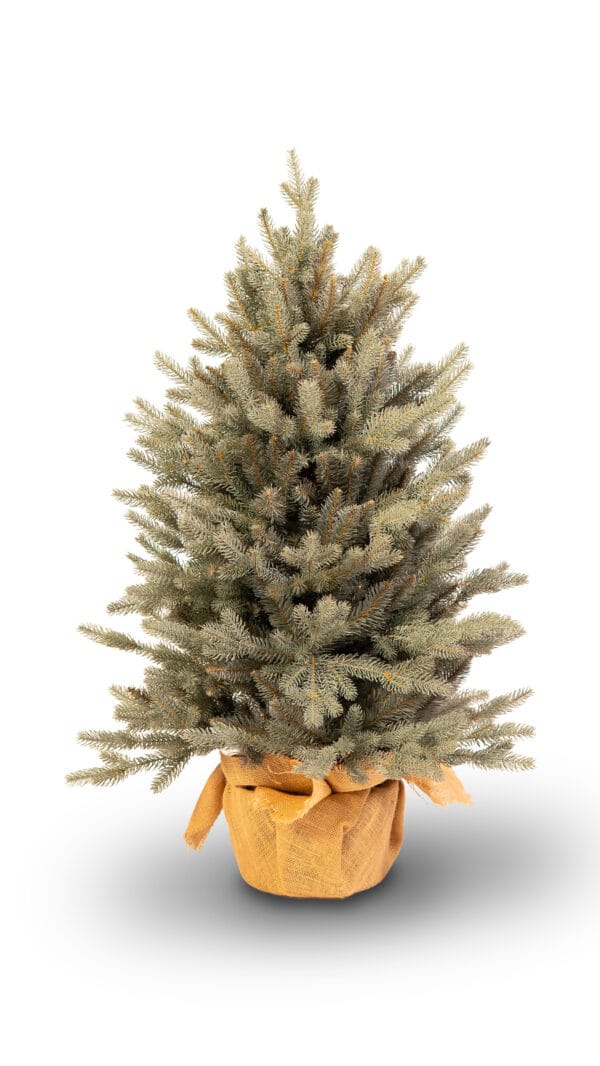 ნაძვის ხე "კდემა" 100სმ + ქოთანი SNAPTREE - "Winter Time • ვინთერ თაიმი"