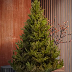 ნაძვის ხე "მიმდემი", 220სმ - "Winter Time • ვინთერ თაიმი"