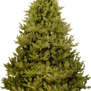 ნაძვის ხე "მიმდემი", 280სმ - "Winter Time • ვინთერ თაიმი"