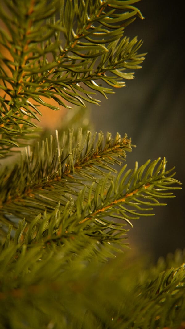 ნაძვის ხე "მიმდემი", 250სმ - "Winter Time • ვინთერ თაიმი"