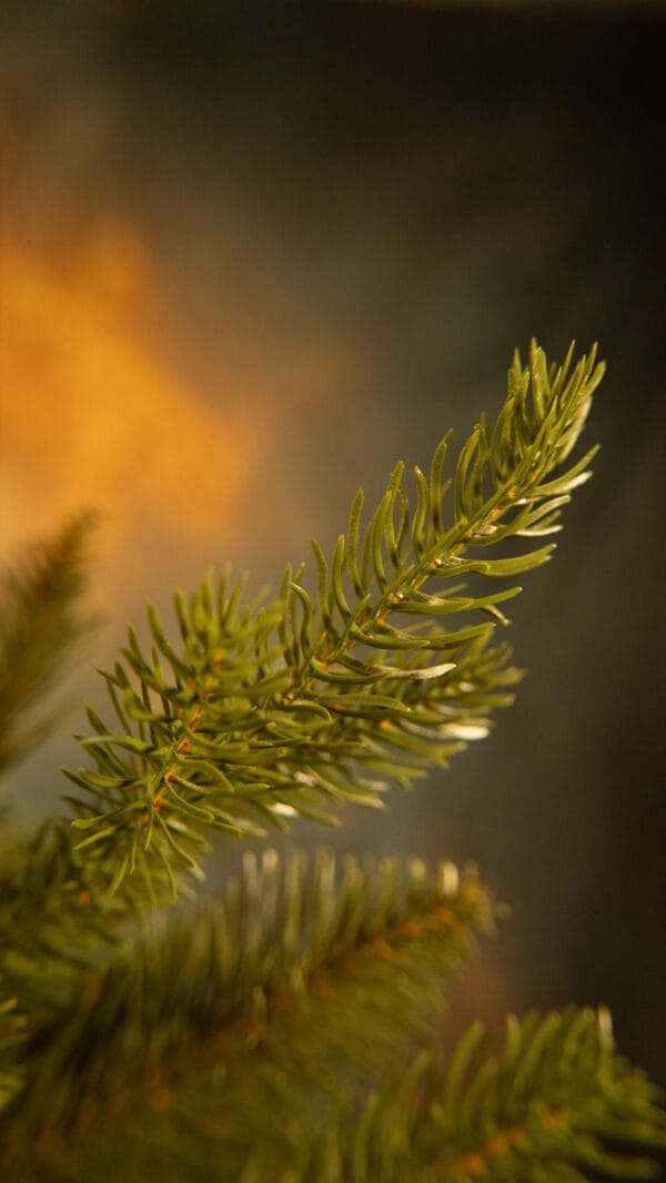 ნაძვის ხე "მალალი" 250სმ - "Winter Time • ვინთერ თაიმი"