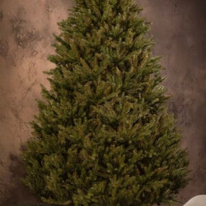 ნაძვის ხე "მარმენიო" 250სმ - "Winter Time • ვინთერ თაიმი"