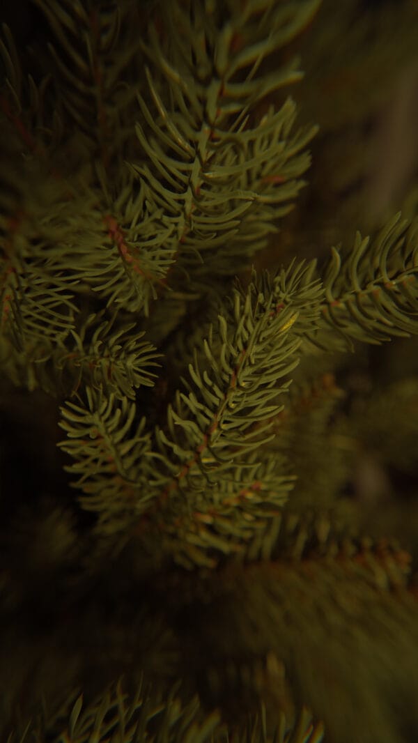 ნაძვის ხე "მარმენიო" 250სმ - "Winter Time • ვინთერ თაიმი"