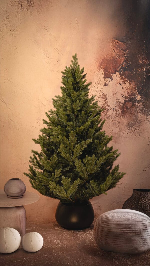 ნაძვის ხე "ნარნარი" 180სმ - "Winter Time • ვინთერ თაიმი"