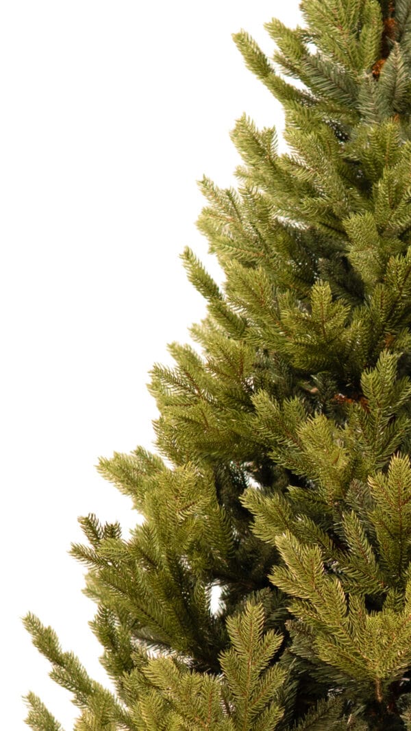 ნაძვის ხე "ნარნარი" 180სმ - "Winter Time • ვინთერ თაიმი"