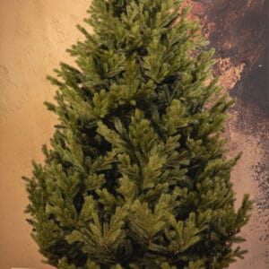 ნაძვის ხე "ნარნარი" 250სმ - "Winter Time • ვინთერ თაიმი"