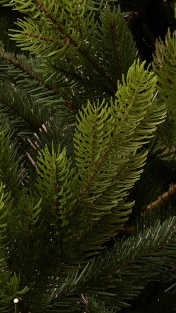 ნაძვის ხე "ნარნარი" 180სმ - "Winter Time • ვინთერ თაიმი"