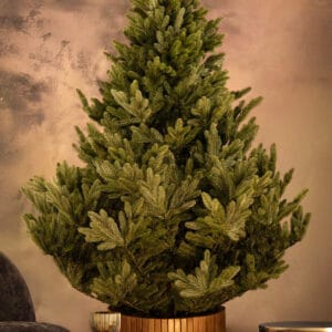 ნაძვის ხე "პუნგია" 220სმ - "Winter Time • ვინთერ თაიმი"