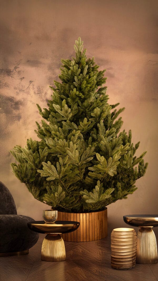 ნაძვის ხე "პუნგია" 220სმ - "Winter Time • ვინთერ თაიმი"