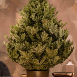 ნაძვის ხე "პუნგია" 250სმ - "Winter Time • ვინთერ თაიმი"