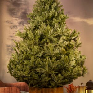 ნაძვის ხე "პუნგია" 280სმ - "Winter Time • ვინთერ თაიმი"