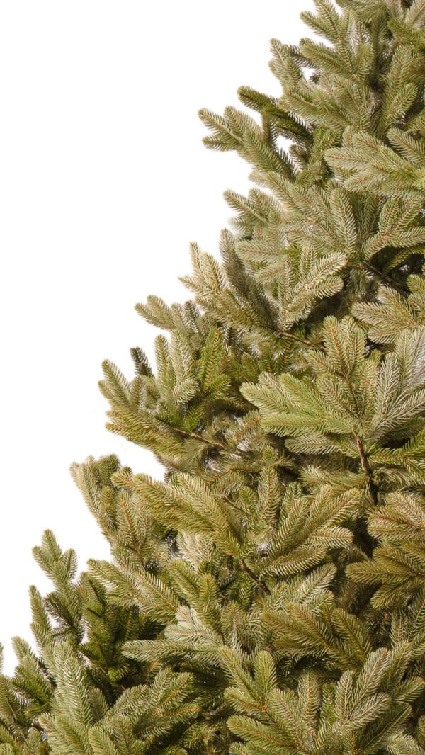 ნაძვის ხე "პუნგია" 280სმ - "Winter Time • ვინთერ თაიმი"